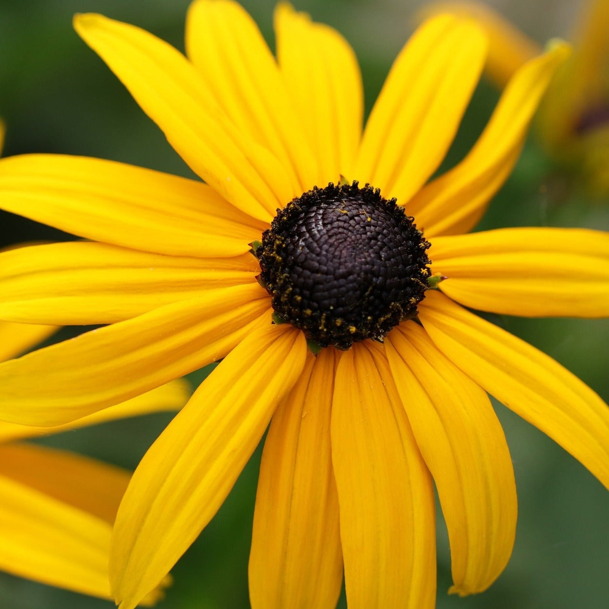 Rudbeckia Fulgida Goldstrum - Rudbeckie lumineuse - Volume 3L / 20-30cm