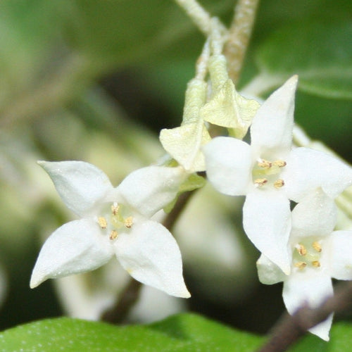 Elaeagnus umbellata - Chalef d'automne - Volume 3L / 30-50cm