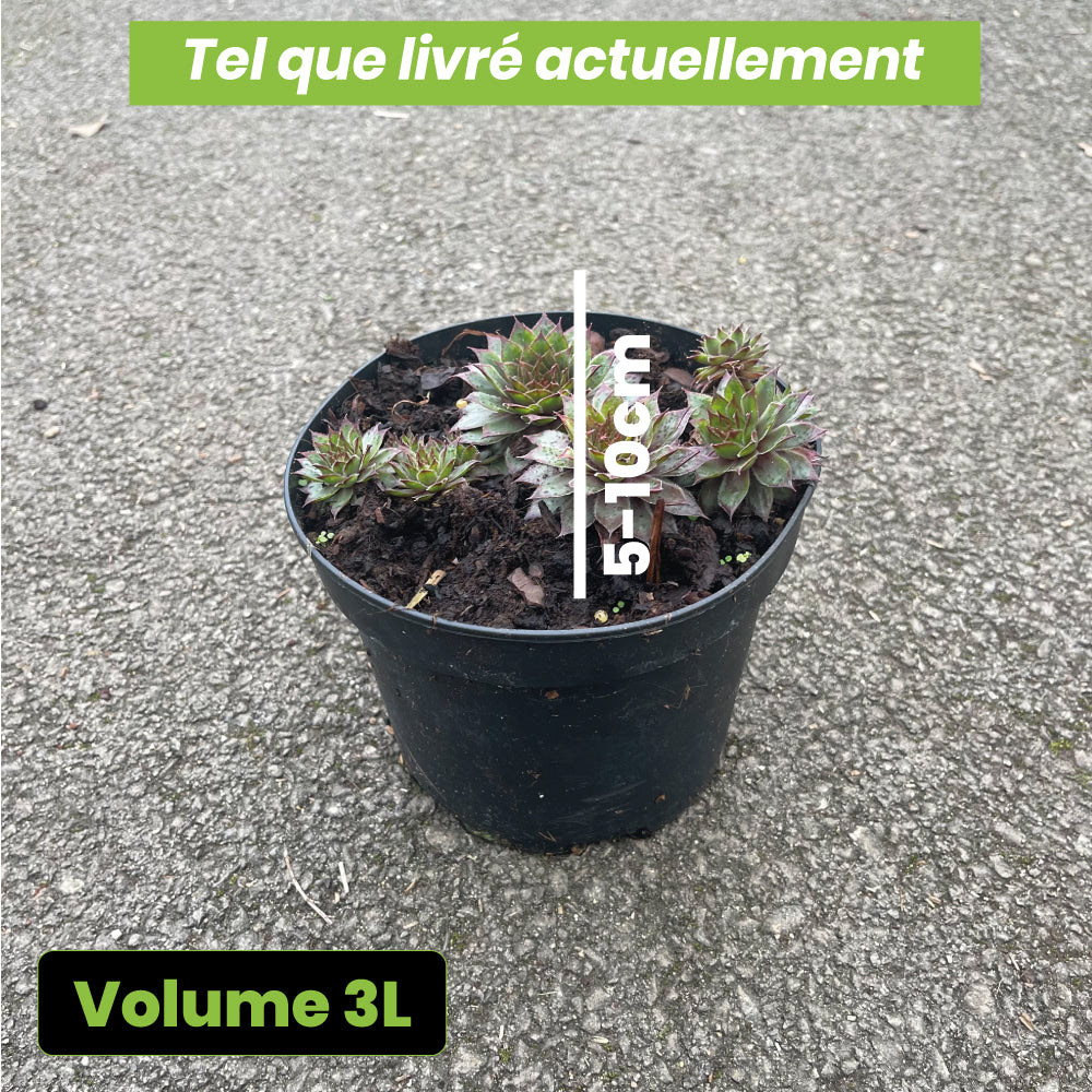 Sempervivum Arachnoideum Tomentosum - Volume 3L / 5-10cm