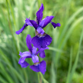 Iris sibirica tropical night