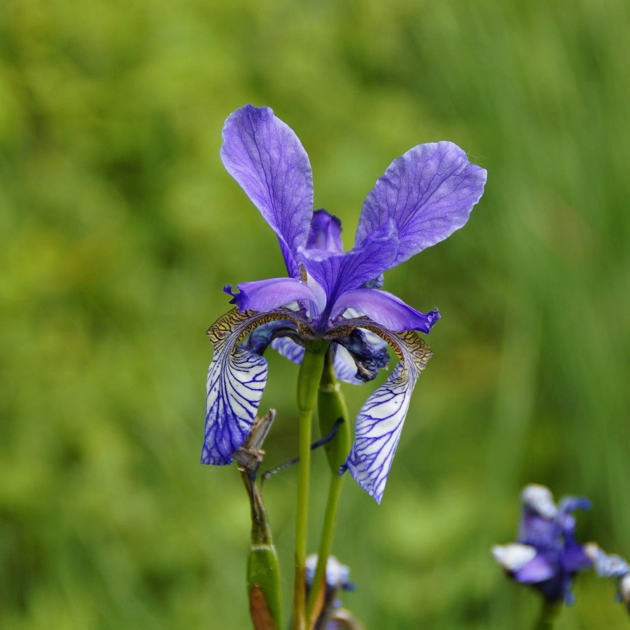 Iris sibirica hubbard - Volume 3L / 30-40cm