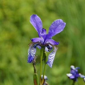 Iris sibirica hubbard