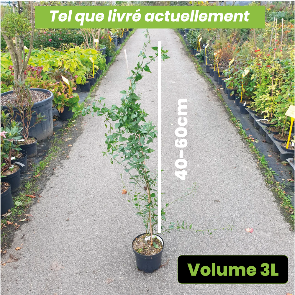 Solanum jasminoides bleu - Volume 3L / 40-60cm