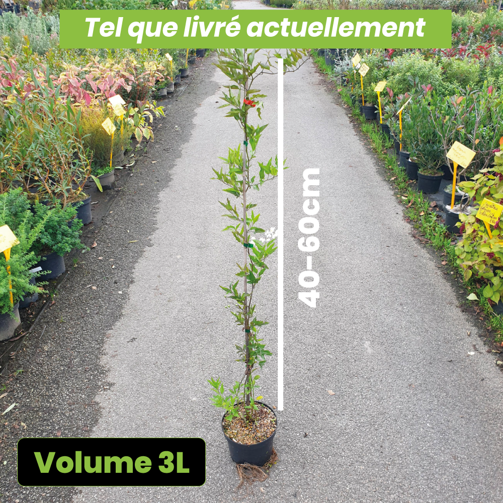 Solanum jasminoides blanc - Volume 3L / 40-60cm