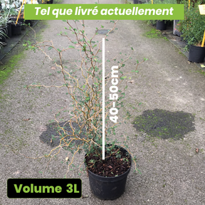 Sophora Prostata Little Baby