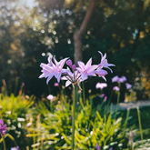 Tulbaghia violacea silver lace