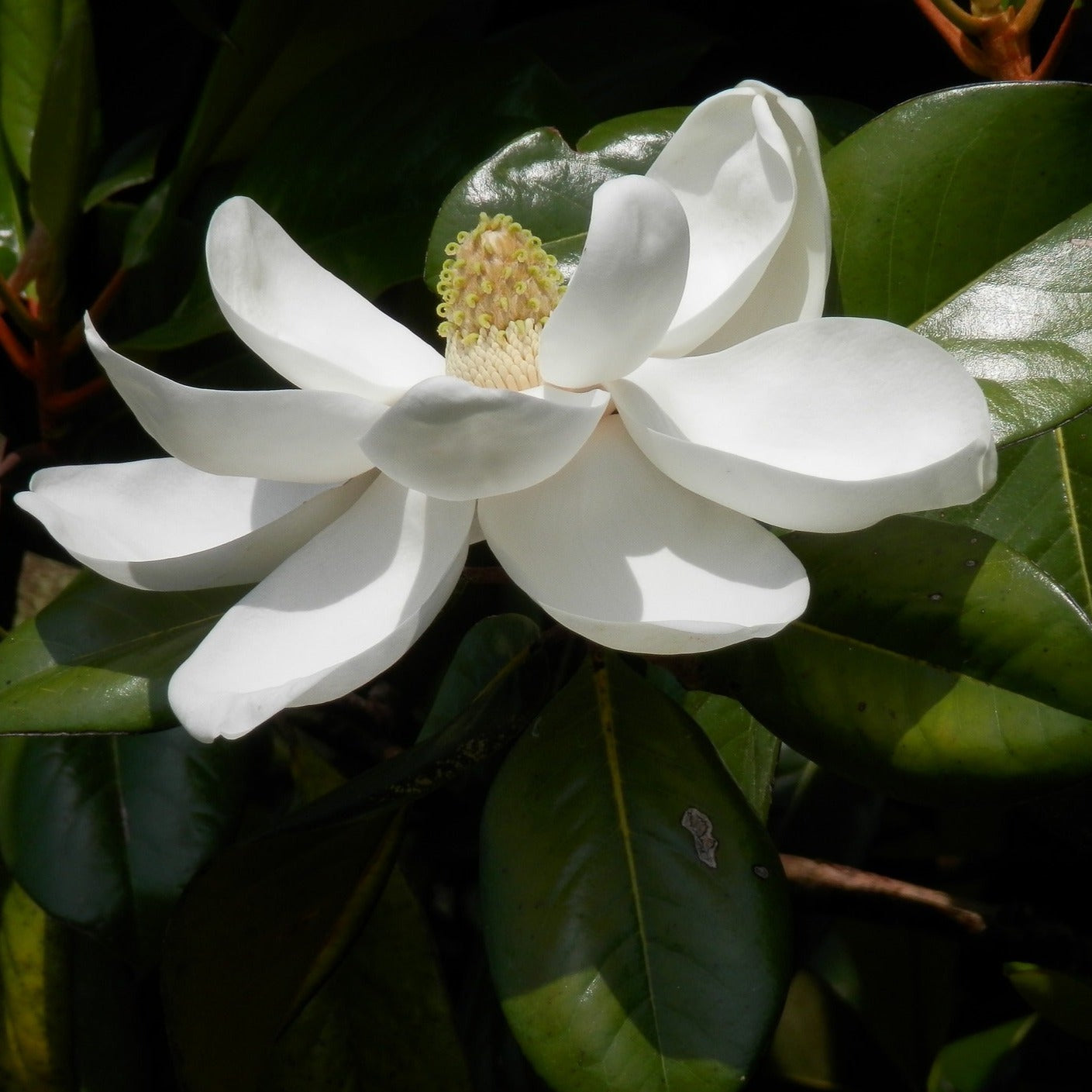 Magnolia Grandiflora Le Nantais