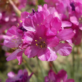 Armeria maritima düsseldorfer stolz