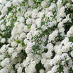 Spiraea Vanhouttei blanche - Spirée de Van Houtte - Volume 3L / 40-60cm