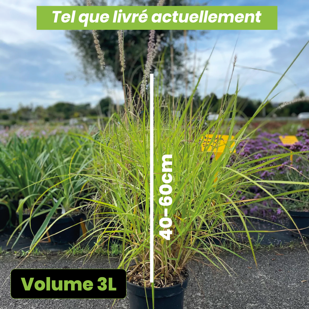 Pennisetum orientalis tall tails - Volume 3L / 40-60cm