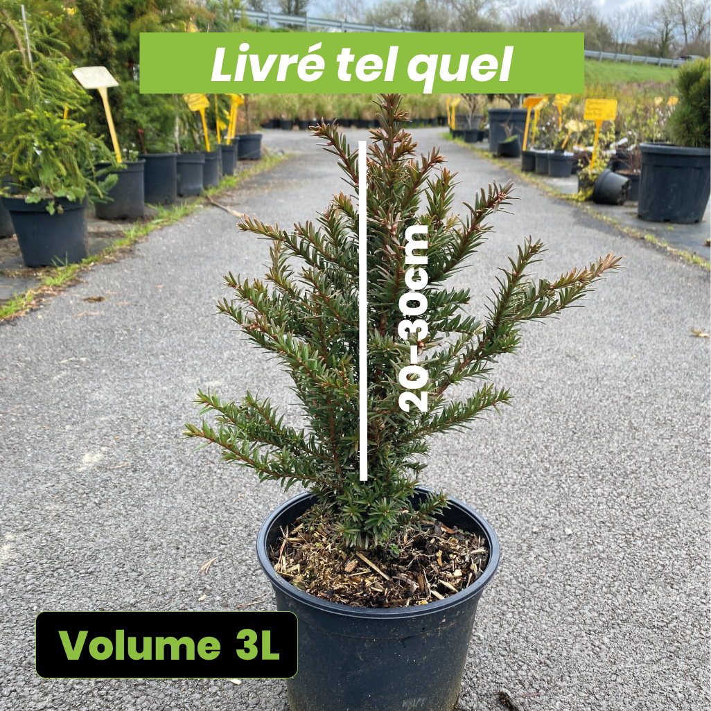 Taxus baccata - Volume 3L / 20-30cm