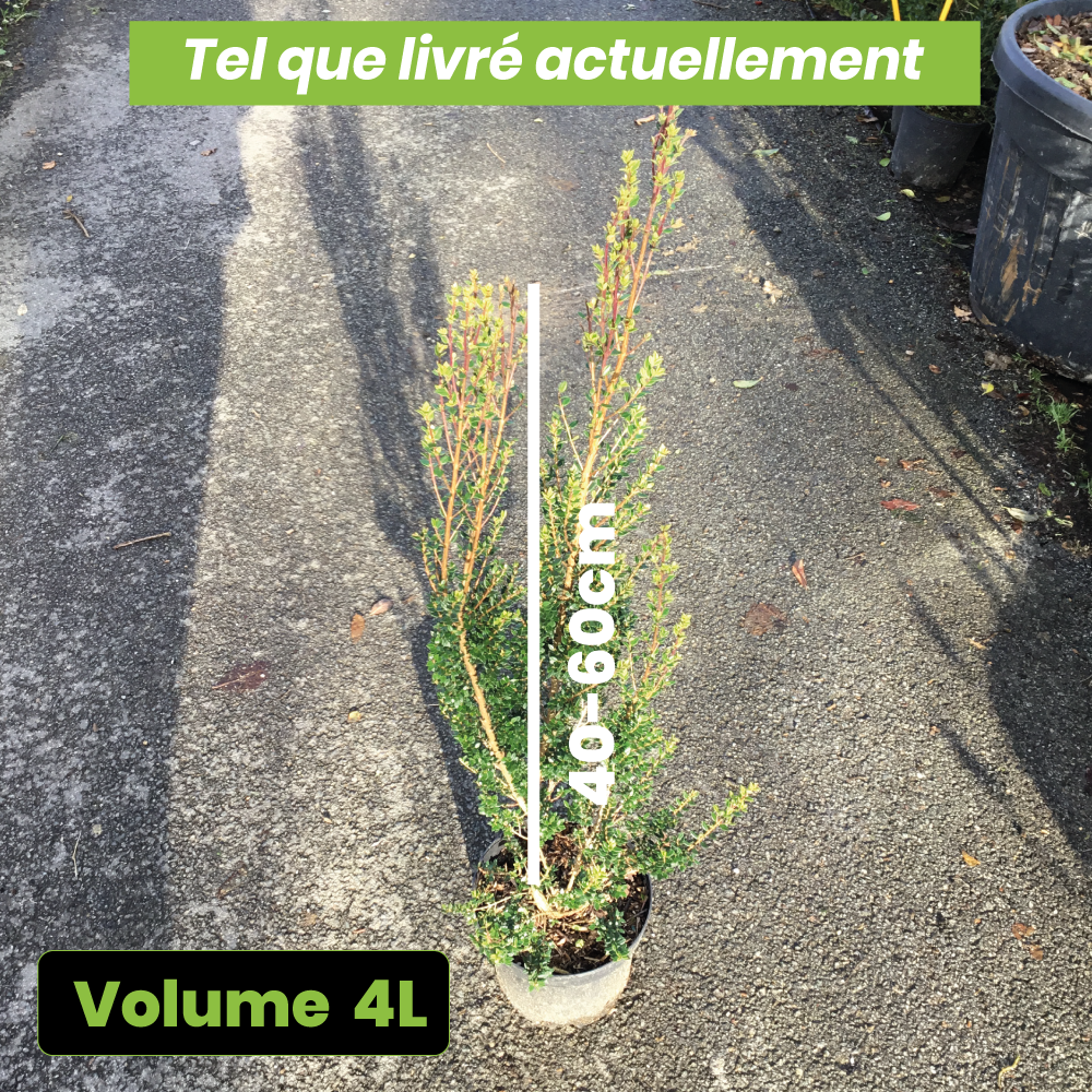 Tépualia Stipularis - Volume 4L / 40-60cm