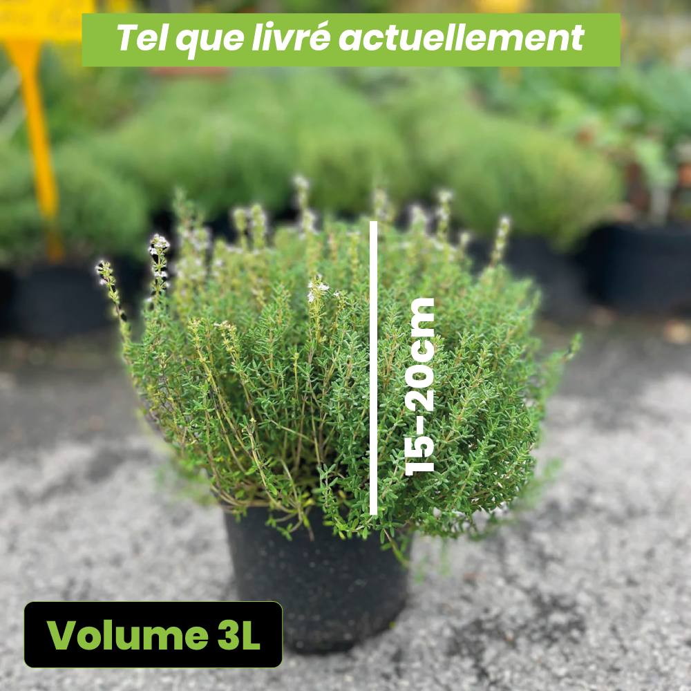 Thymus vulgaris compactus - Volume 3L / 15-20cm