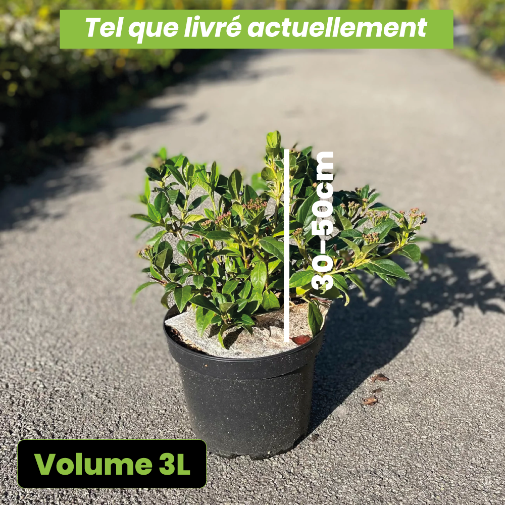 Viburnum tinus - Laurier Tin - Volume 3L / 30-50cm