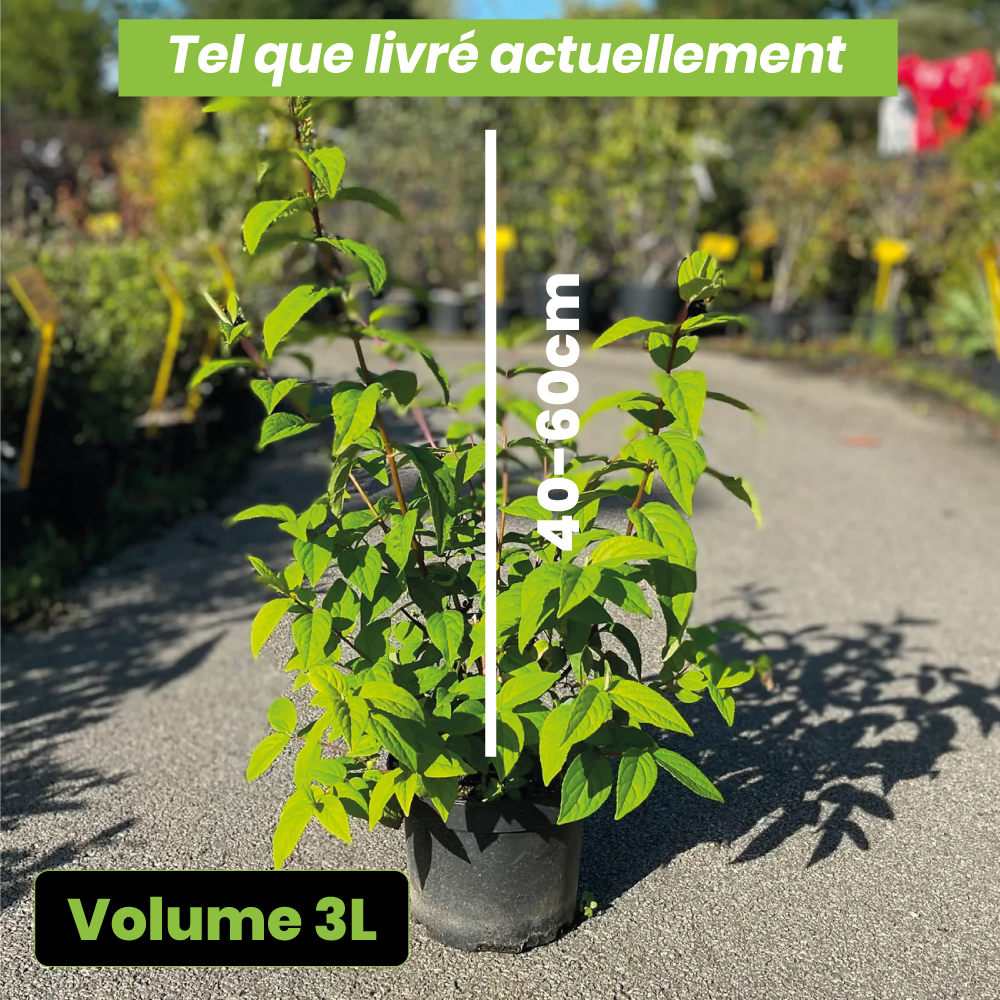 Deutzia tourbillon rouge - Volume 3L / 40-60cm
