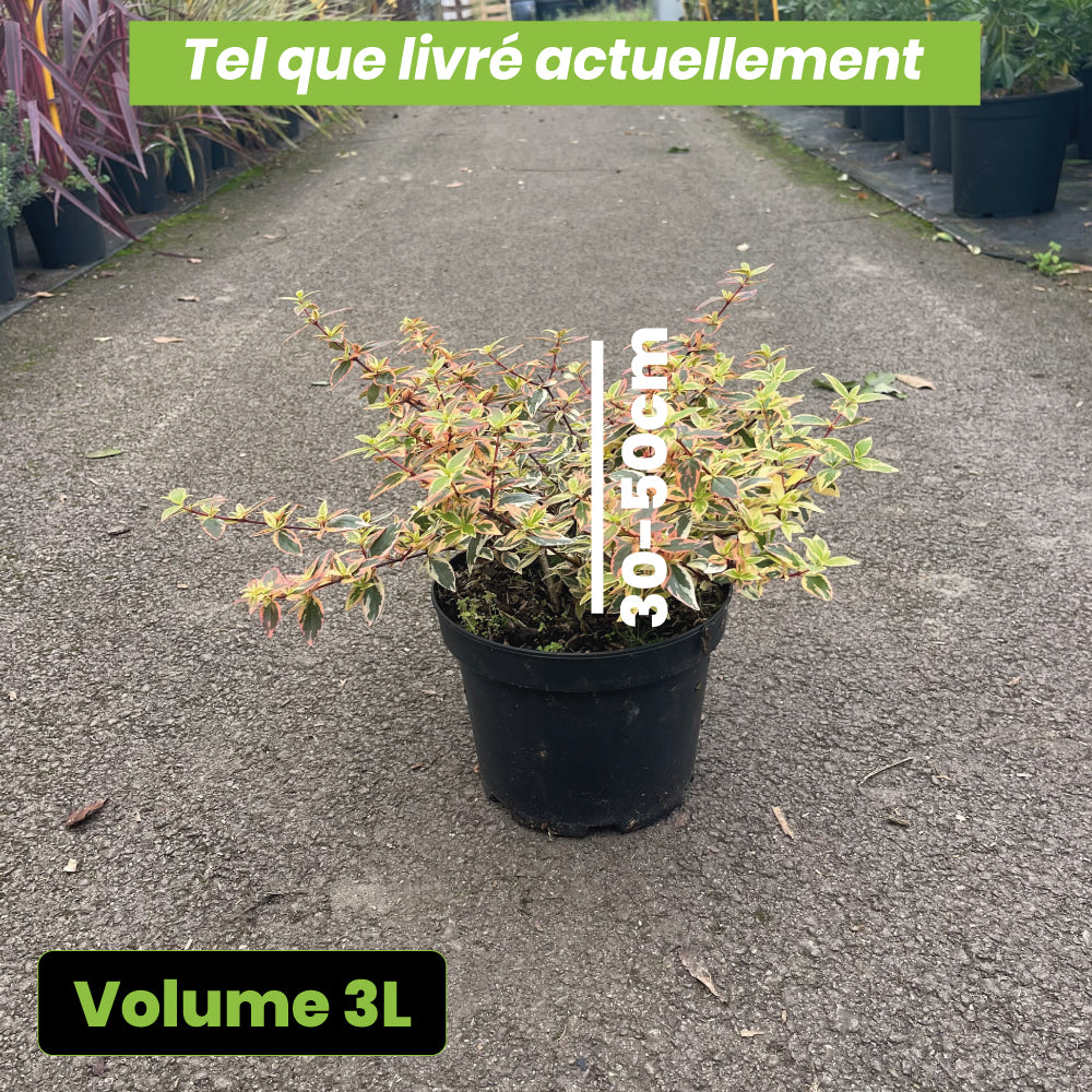 Abelia Grandiflora Tricolor Charm - Volume 3L / 30-50cm