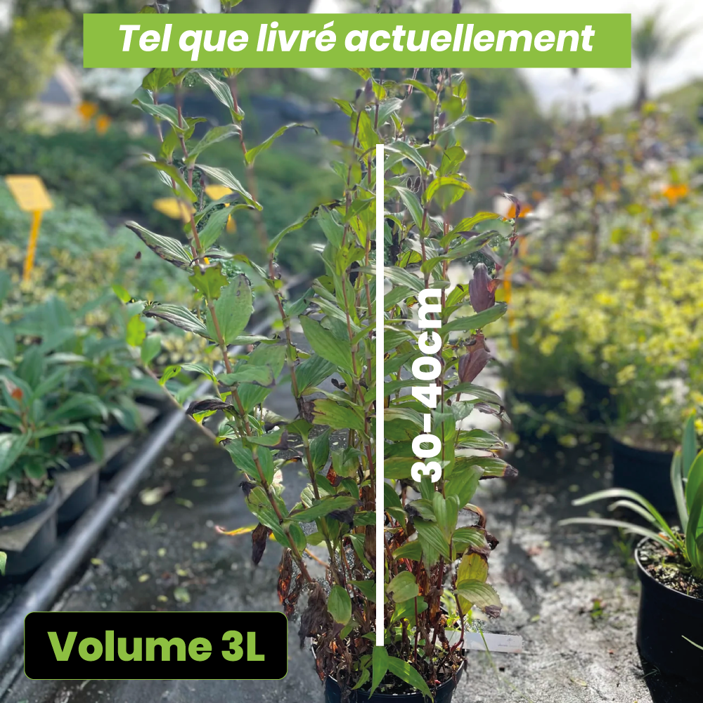 Tricyrtis hirta- Lis Orchidée - Volume 3L / 30-40cm