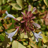 Abelia Grandiflora "Francis Mason"