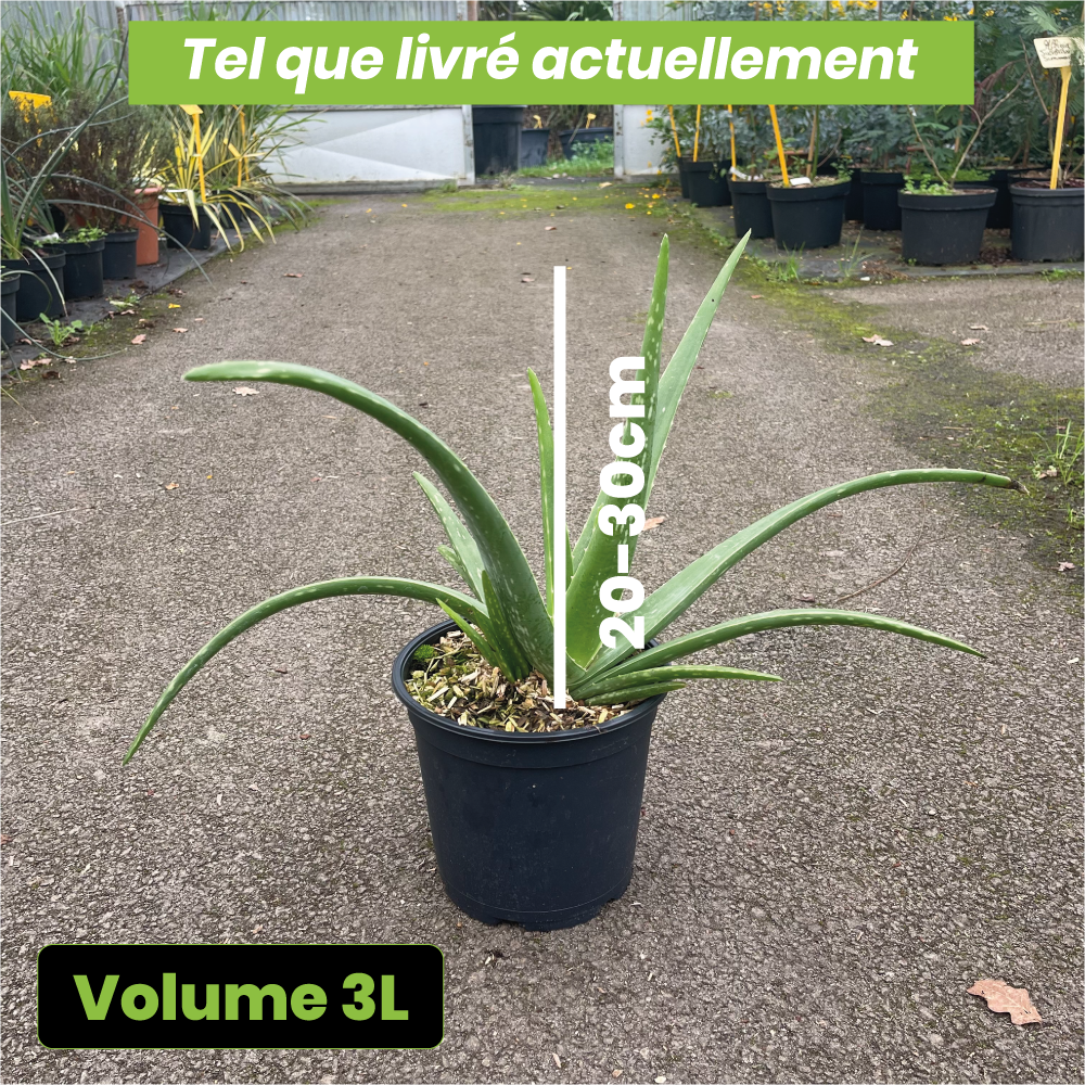 Aloe Vera - Volume 3L / 20-30cm