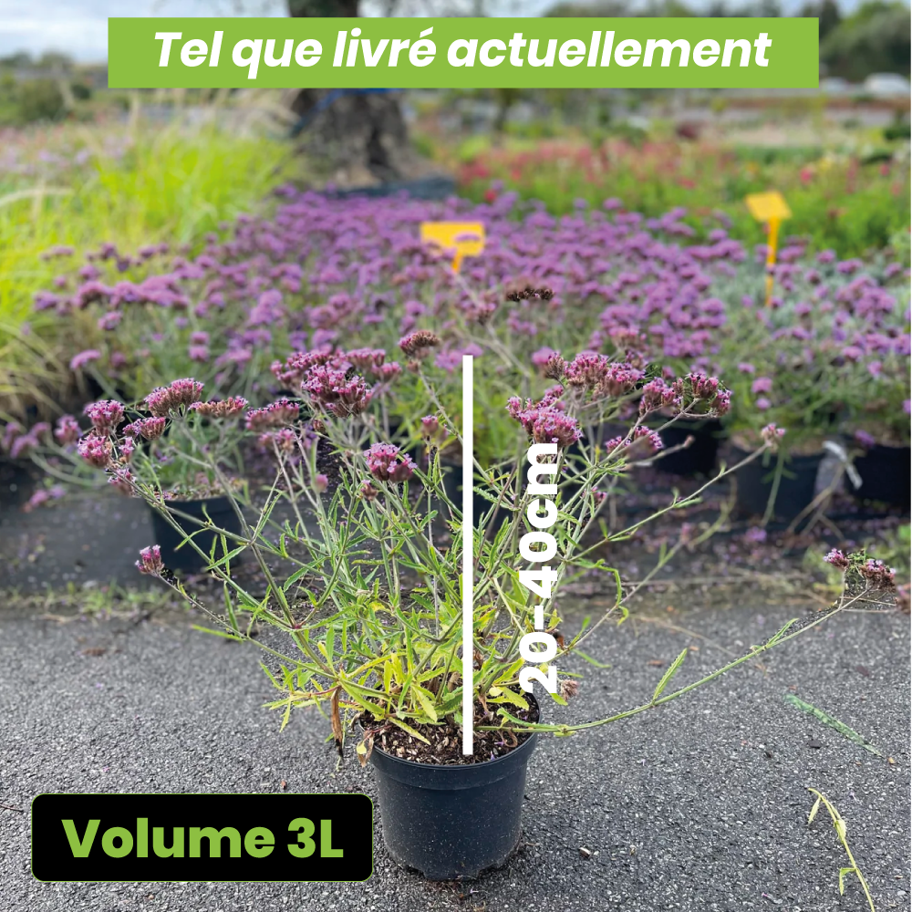 Verbena bonariensis lollipop - Volume 3L / 20-40cm