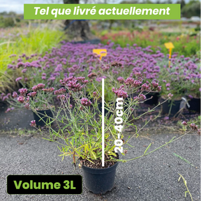 Verbena bonariensis lollipop