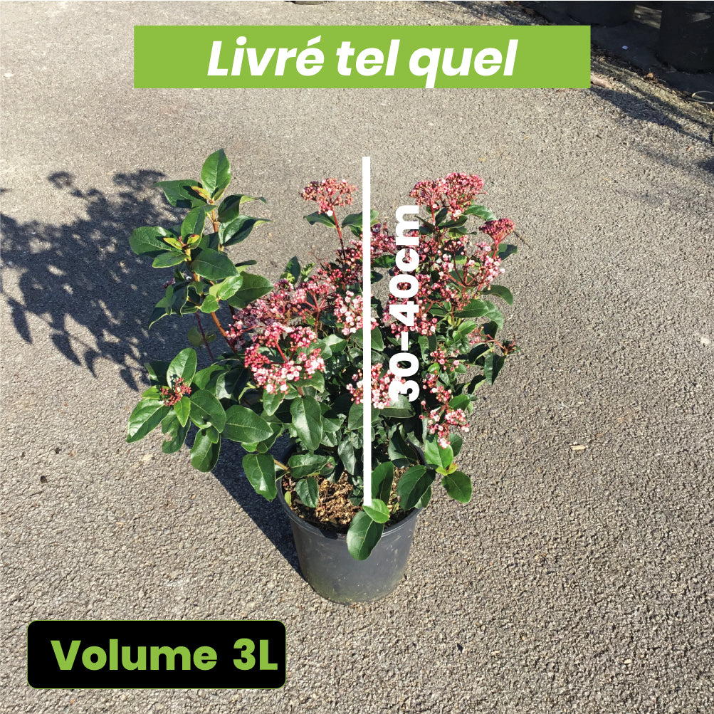 Viburnum Tinus Lisarose - Laurier-tin rose - Volume 3L / 30-40cm