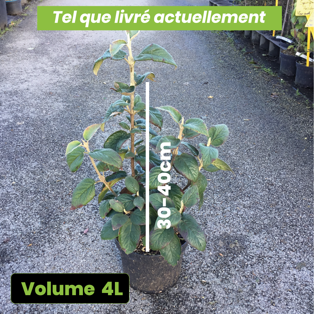 Viburnum Lantana - Viorne lantane - Volume 3L / 30-40cm