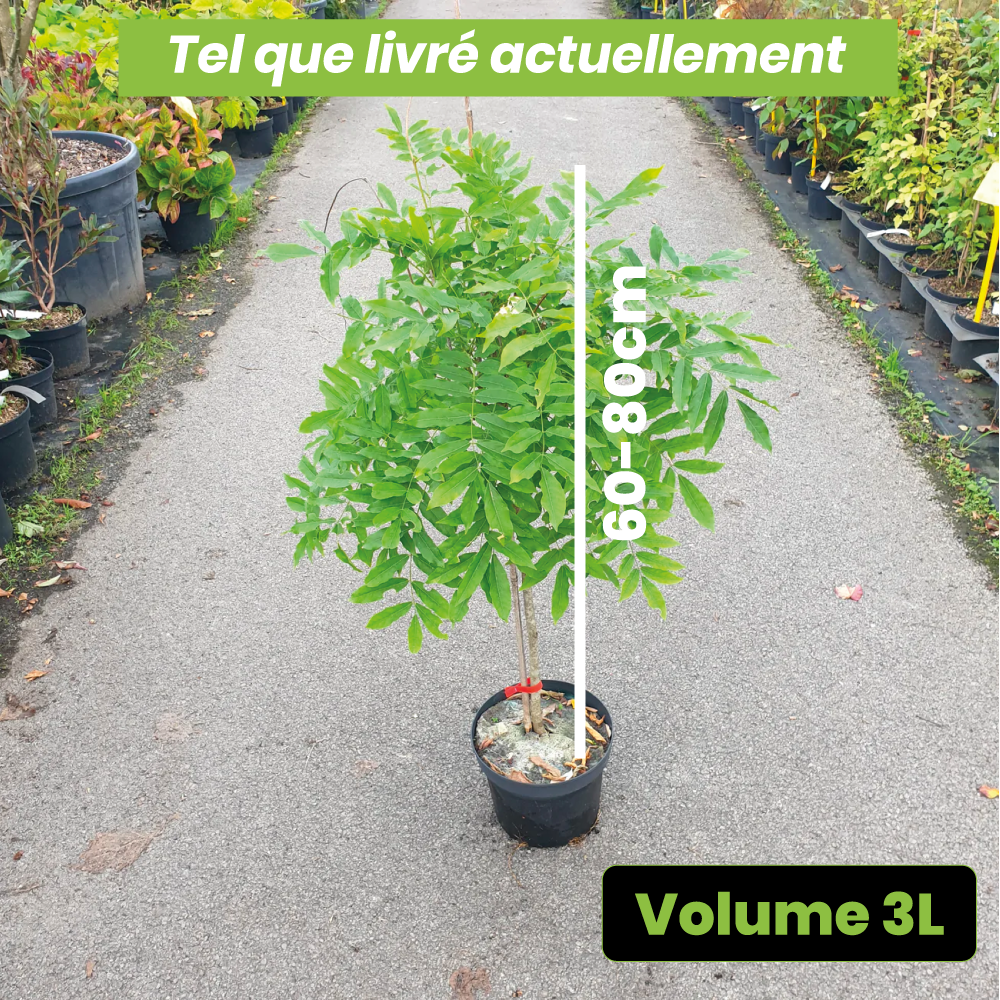 Wisteria Floribunda Rosea - Glycine du Japon - Volume 3L / 60-80cm